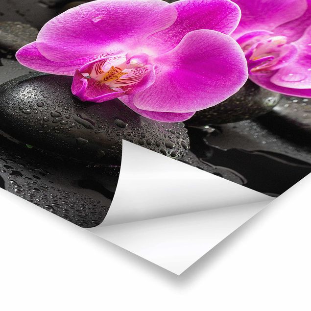 schöne Bilder Pinke Orchideenblüten auf Steinen mit Tropfen