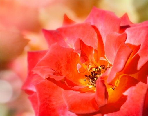 Klebefolien selbstklebend Shining Rose