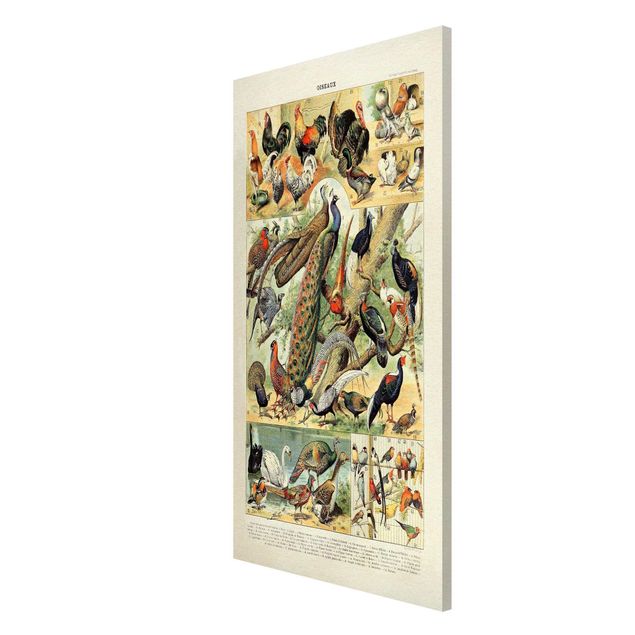 Wandbilder Retro Vintage Lehrtafel Europäische Vögel