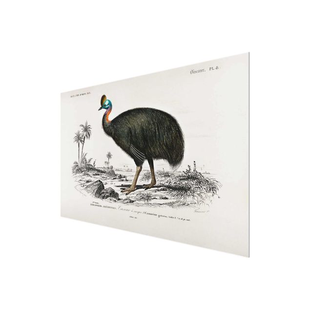 Wandbilder Grau Vintage Lehrtafel Emu