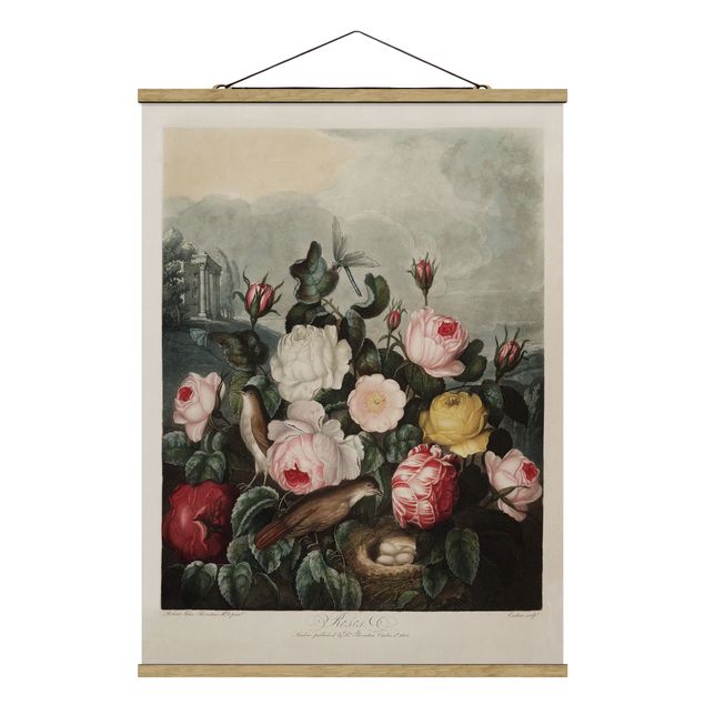 Wandbilder Liebe Botanik Vintage Illustration Rosen