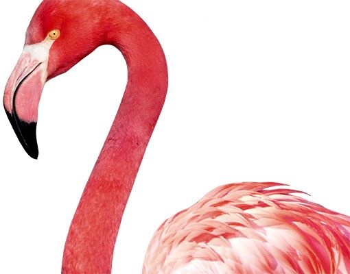 Klebefolien selbstklebend Pink Flamingo