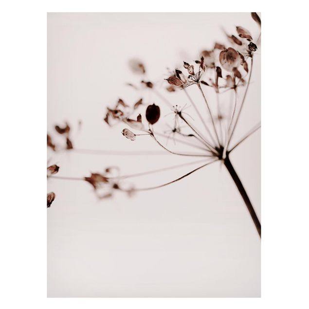 Magnettafel Blume Makroaufnahme Trockenblume im Schatten
