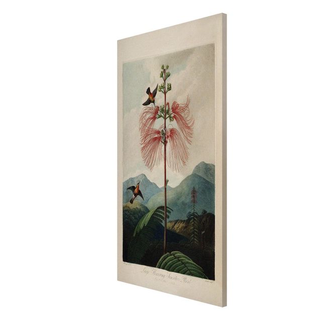 Wandbilder Floral Botanik Vintage Illustration Blüte und Kolibri