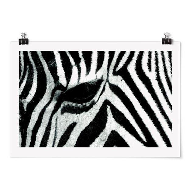 Poster Tiere Zebra Crossing