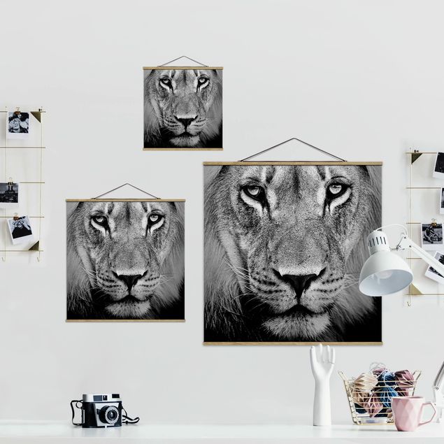 Wandbilder Schwarz-Weiß Alter Löwe