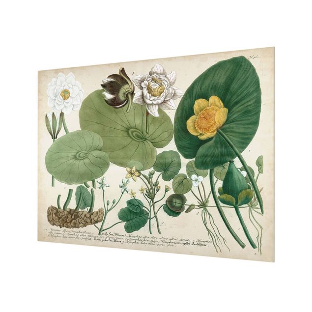 Glas Spritzschutz - Vintage Illustration Weiße Wasserlilie - Querformat - 4:3