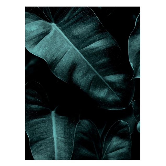 Wandbilder Dschungel Dschungel Blätter Dunkelgrün