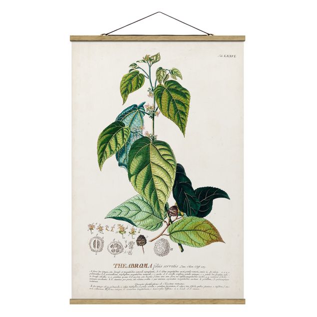 Wandbilder Retro Vintage Botanik Illustration Kakao
