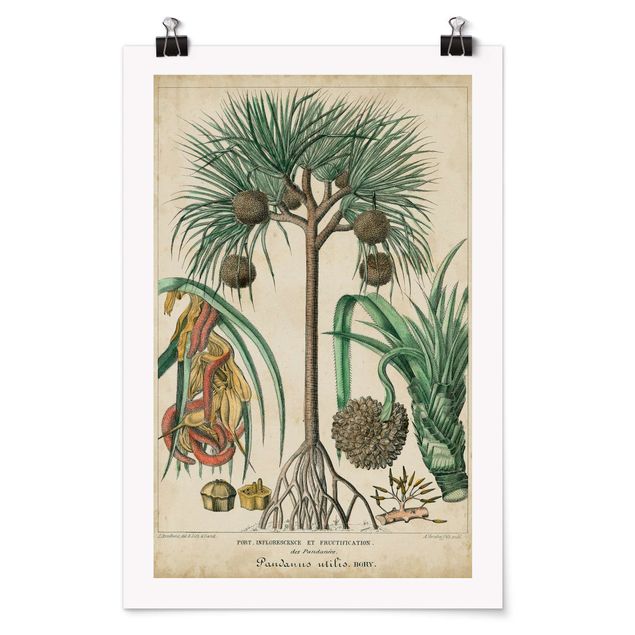 Wandbilder Floral Vintage Lehrtafel Exotische palmen I