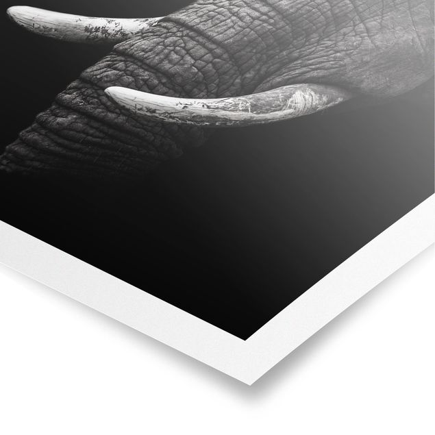Poster Tiere Dunkles Elefanten Portrait