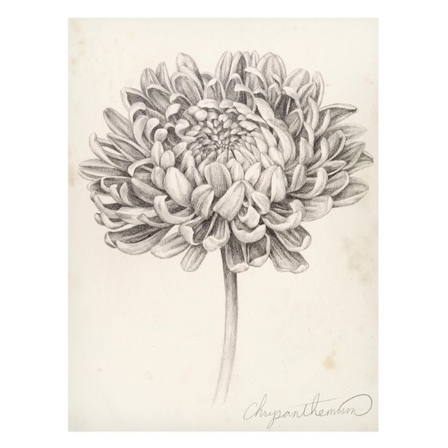 Magnettafel Blume Botanische Studie Chrysantheme II