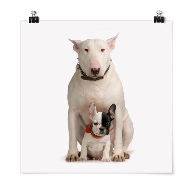 Poster Tiere Bull Terrier and friend