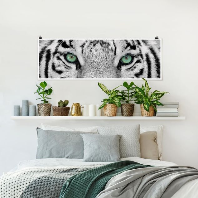 Poster schwarz-weiß Fotografie Weißer Tiger