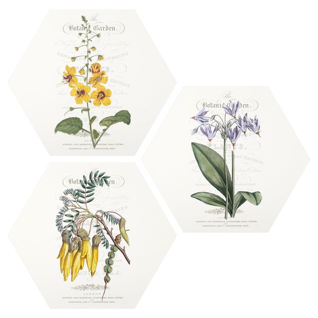 Wandbilder Retro Botanisches Tableau Set I