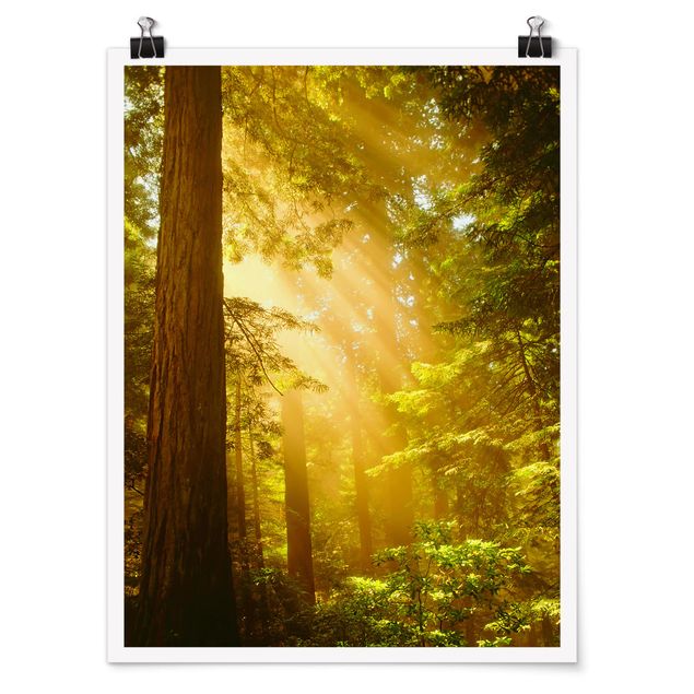 Natur Poster Morgengold