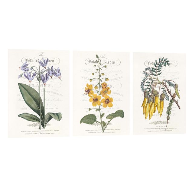 Wandbilder Blumen Botanisches Tableau Set I