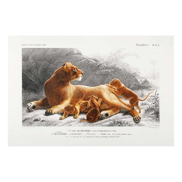 Glasbilder Tiere Vintage Lehrtafel Löwin und Löwenbabies
