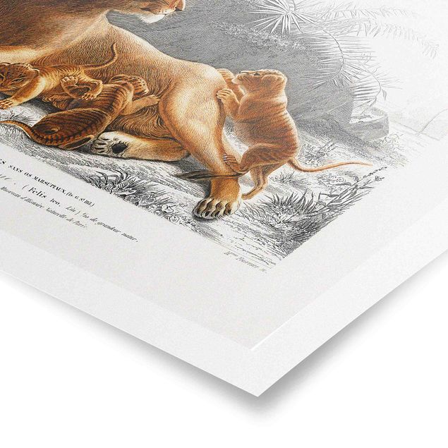 Tiere Poster Vintage Lehrtafel Löwin und Löwenbabies