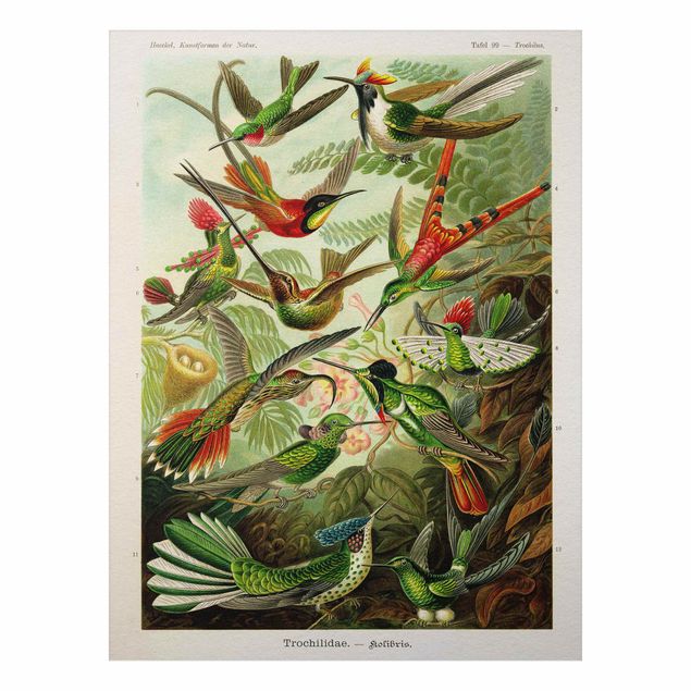 Wandbilder Floral Vintage Lehrtafel Kolibris