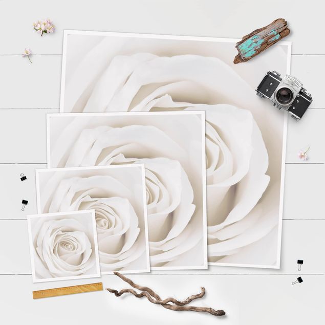 Poster - Pretty White Rose - Quadrat 1:1