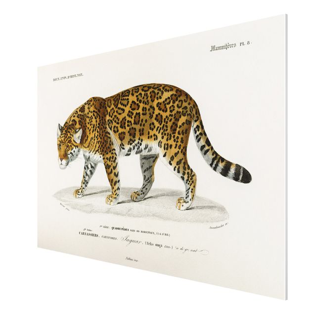 Wandbilder Tiger Vintage Lehrtafel Jaguar