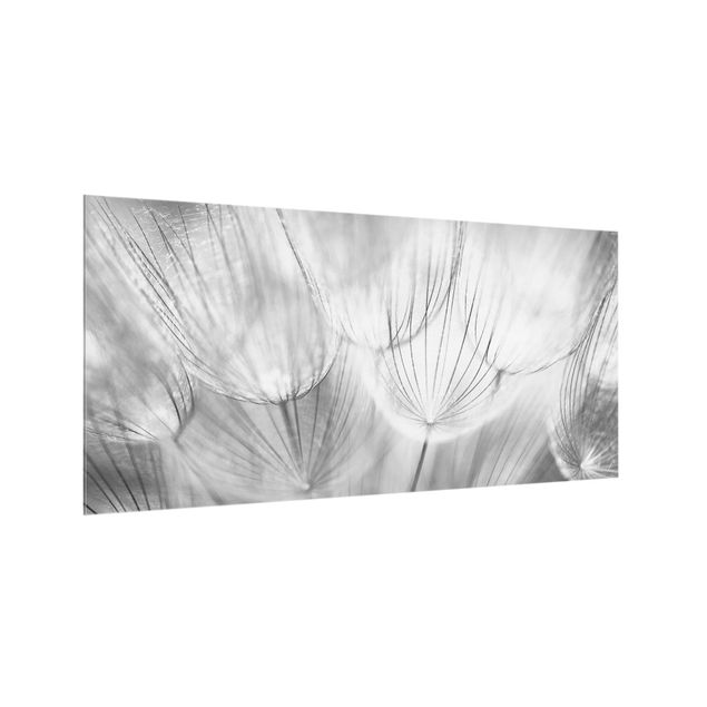 Glasrückwand Küche Pusteblumen Makroaufnahme in schwarz weiß