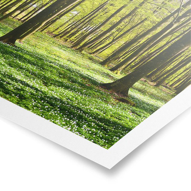 Natur Poster Waldwiese