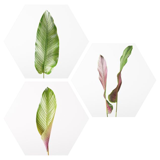 Wandbilder Modern Große Blätter Calathea-ornata