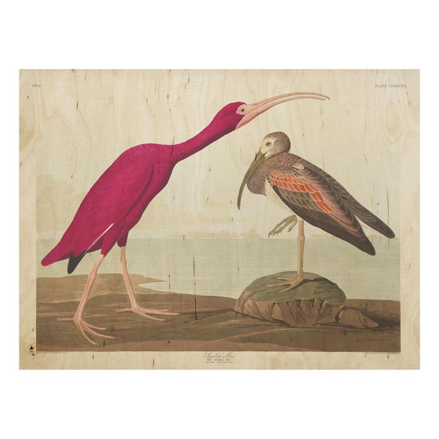Holzbild Natur Vintage Lehrtafel Roter Ibis
