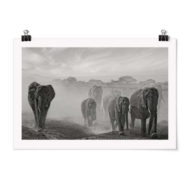 Poster schwarz-weiß Elefantenherde
