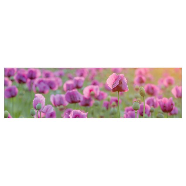 Küchenrückwand Folie selbstklebend Violette Schlafmohn Blumenwiese im Frühling