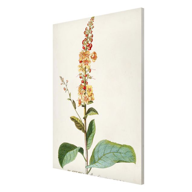 Wandbilder Floral Vintage Botanik Illustration Königskerze