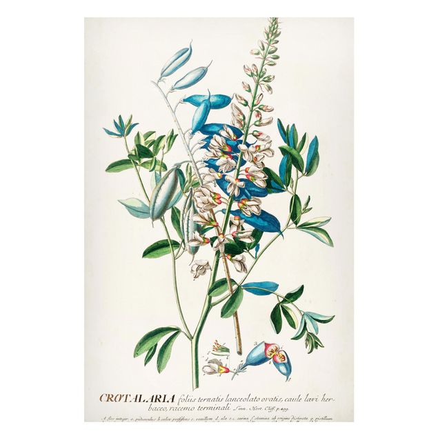 Magnettafel Blume Vintage Botanik Illustration Hülsenfrüchte