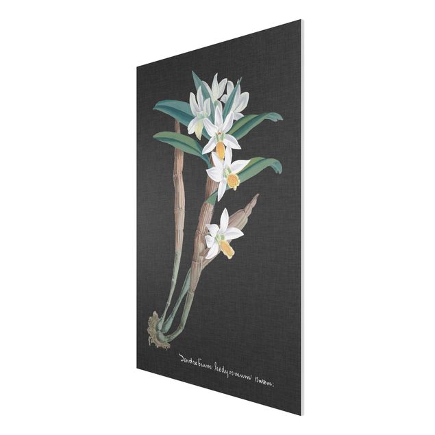 Wandbilder Floral Weiße Orchidee auf Leinen I
