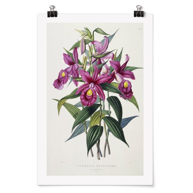Kunstdrucke Poster Maxim Gauci - Orchidee I