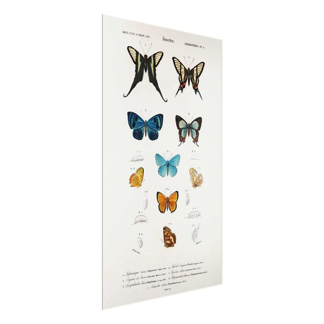 Wandbilder Retro Vintage Lehrtafel Schmetterlinge I