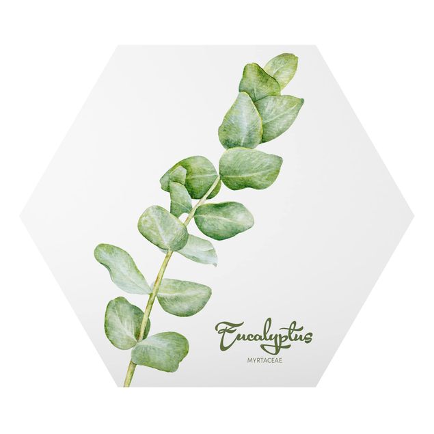 Bilder Aquarell Botanik Eukalyptus