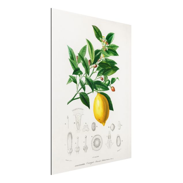 Wanddeko Küche Botanik Vintage Illustration Zitrone