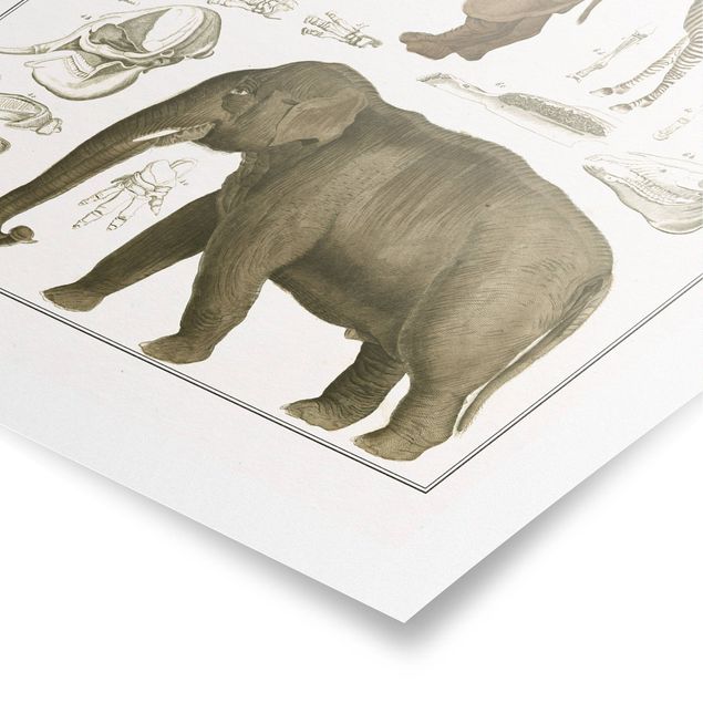 Poster Vintage Vintage Lehrtafel Elefant, Zebra und Nashorn
