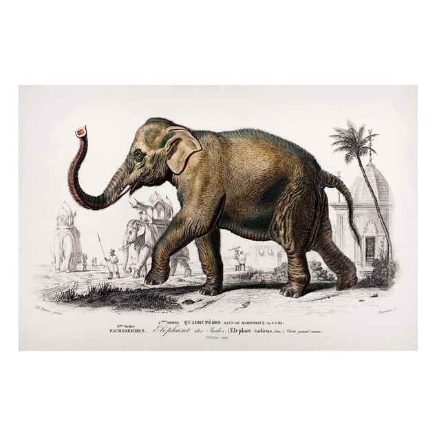 Wandbilder Elefanten Vintage Lehrtafel Elefant