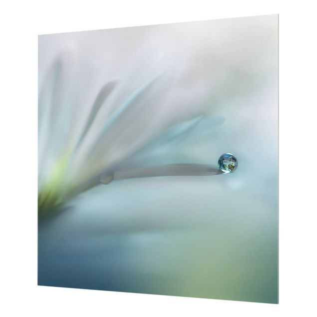 Spritzschutz Glas - Tautropfen auf weißer Blüte - Quadrat 1:1