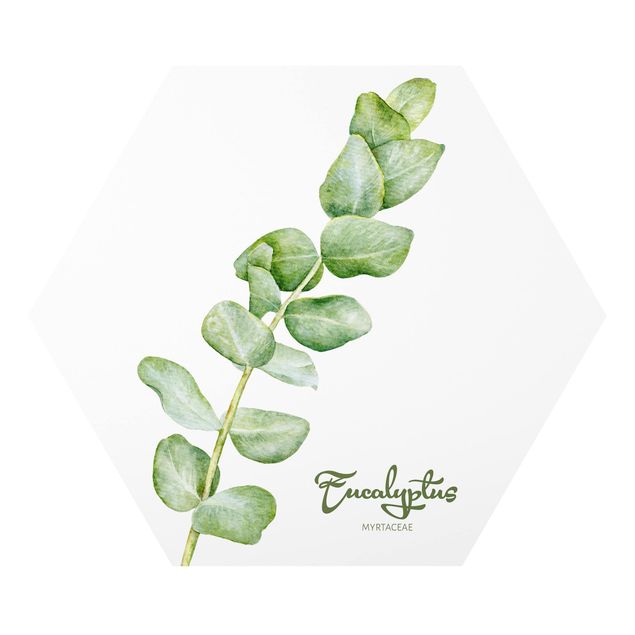 Bilder auf Hartschaumplatte Aquarell Botanik Eukalyptus