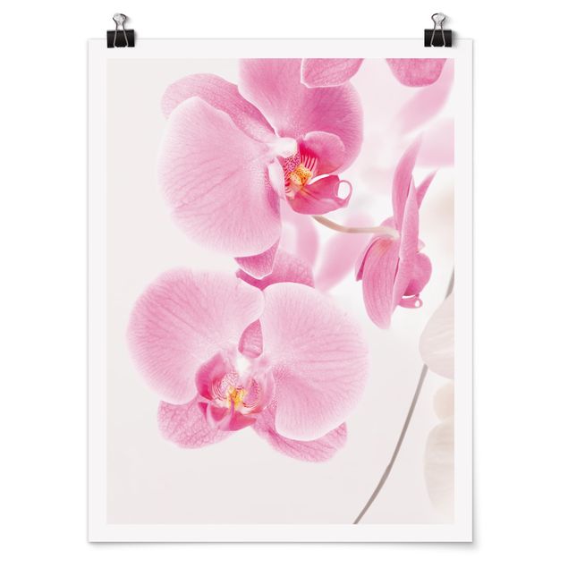 Blumen Poster Delicate Orchids