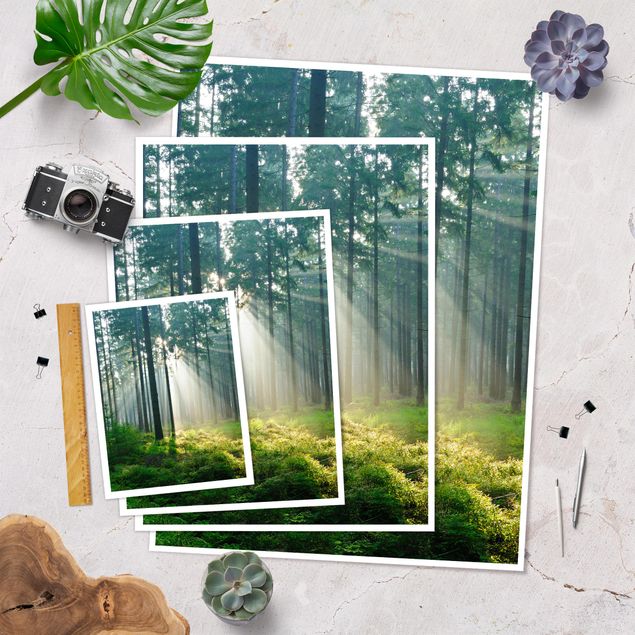 Bilder Enlightened Forest