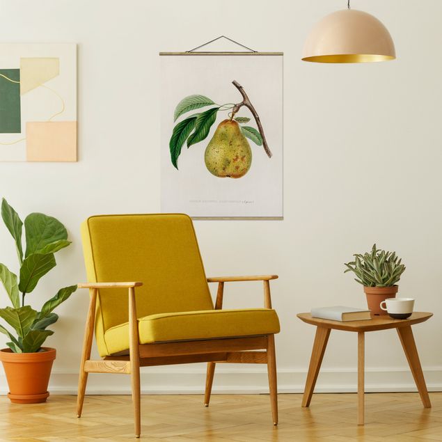 Wandbilder Früchte Botanik Vintage Illustration Gelbe Birne
