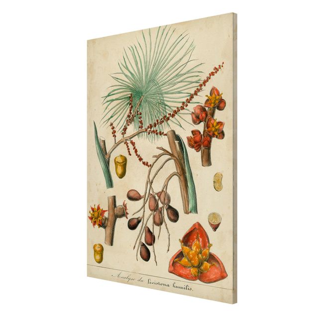 Wandbilder Floral Vintage Lehrtafel Exotische Palmen III