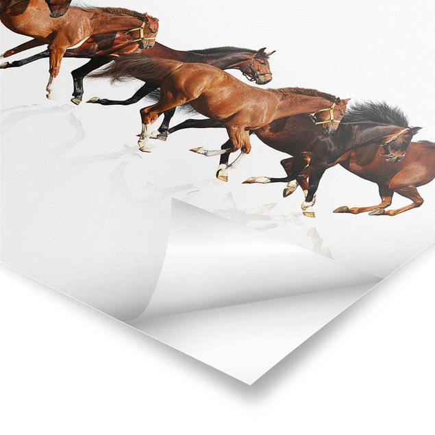 Poster bestellen Pferdeherde