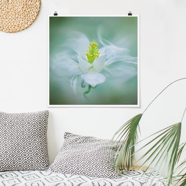 Poster mit Blumen Weiße Akelei