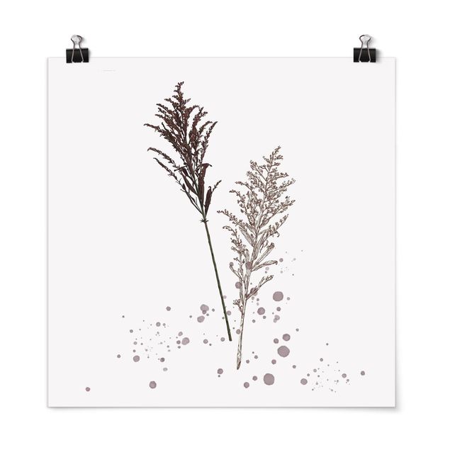 Wandbilder Floral Botanisches Aquarell - Schwingelschilf